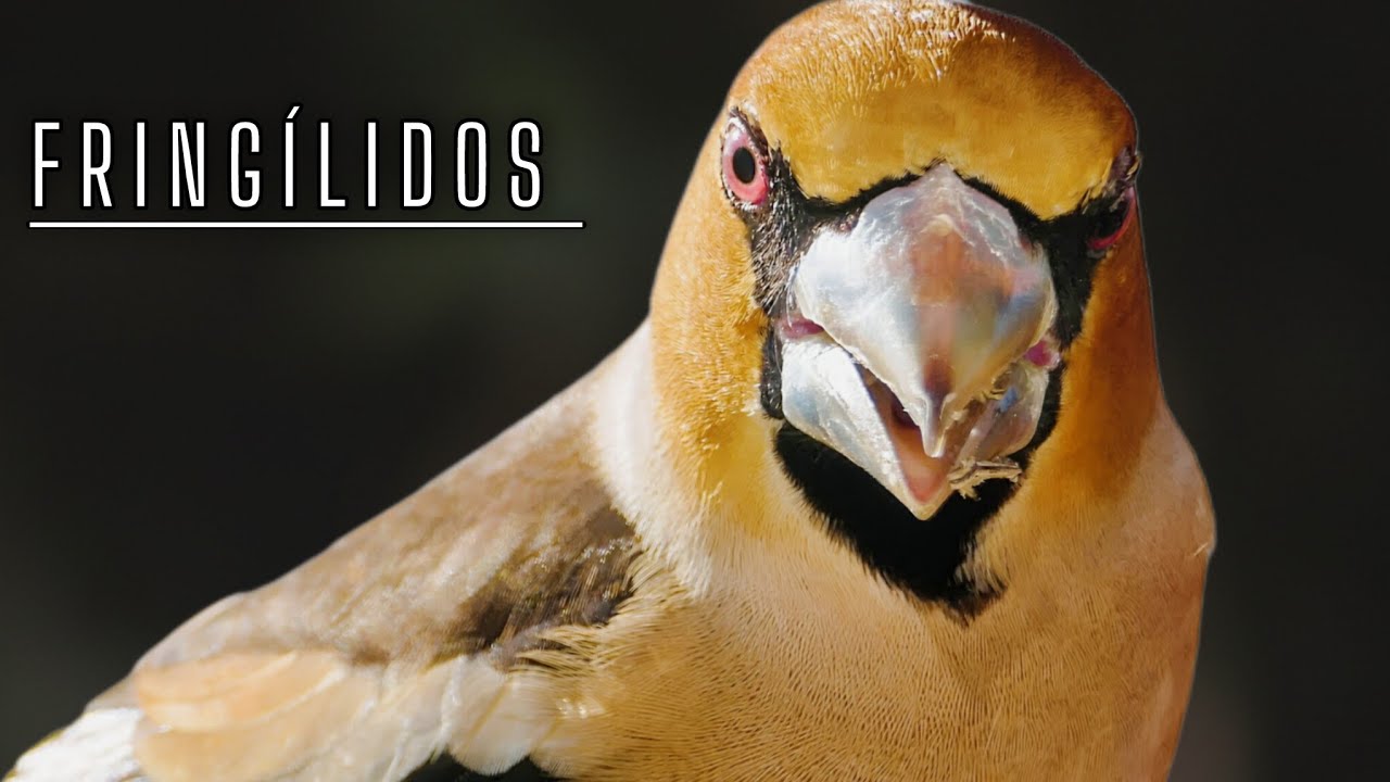 15 especies de pájaros Fringílidos que podemos ver en España
