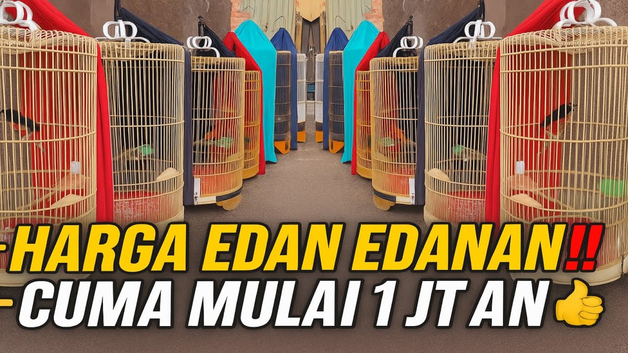 EDAN EDANAAN ! MURAI BATU PROSPEK MATERI LOMBA CUMA DI HARGAI MULAI 1JT AN !