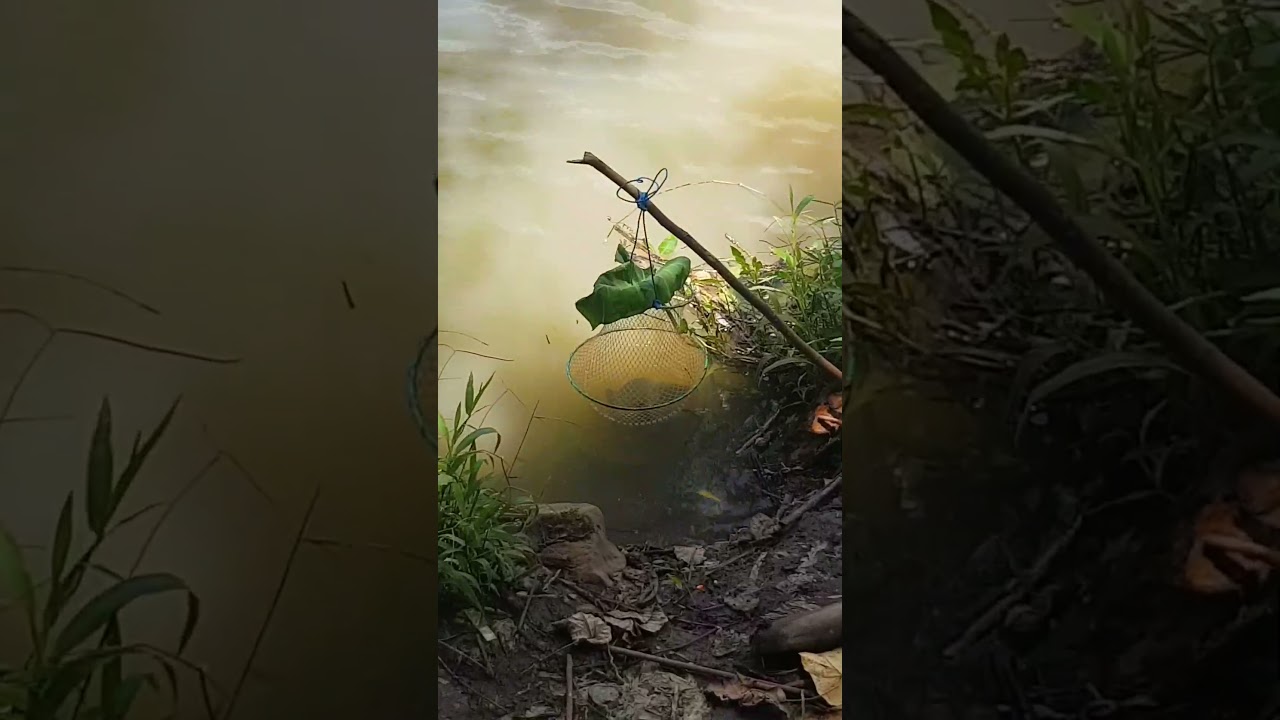 Mancing ikan nila, ikan mujair, ikan nilem 