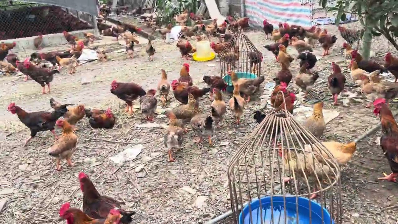 4000 lai hồ cờ 