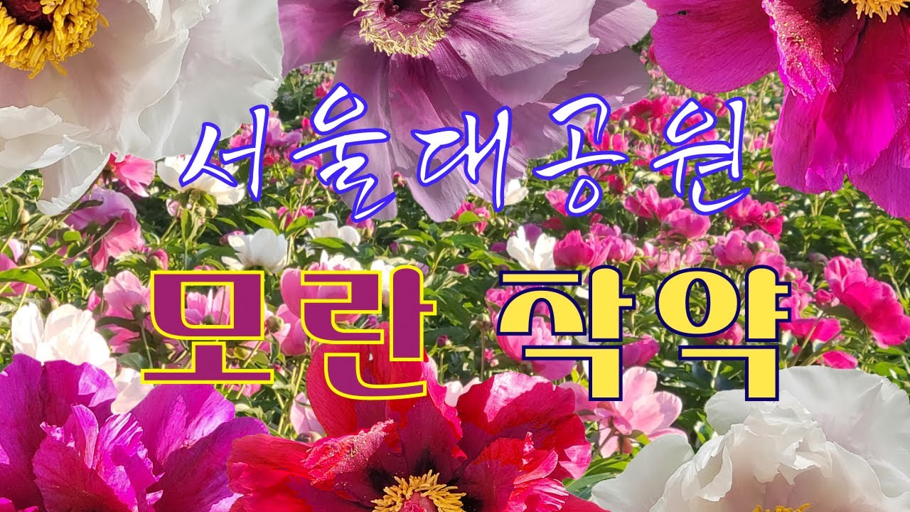 서울대공원 모란 작약 | 꽃중의왕 부귀화 모란 / 꽃의재상 함박꽃 작약 | 서울대공원 작약은 이번 주말부터 피크 예상되나 가시기 전에 다시 체크 필요!