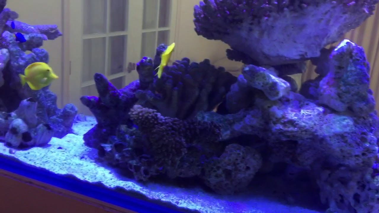 This fellow is a black and white Chromis