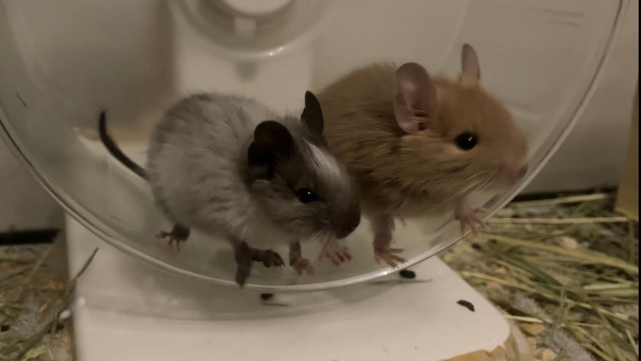 デグーの多頭飼いを始めました