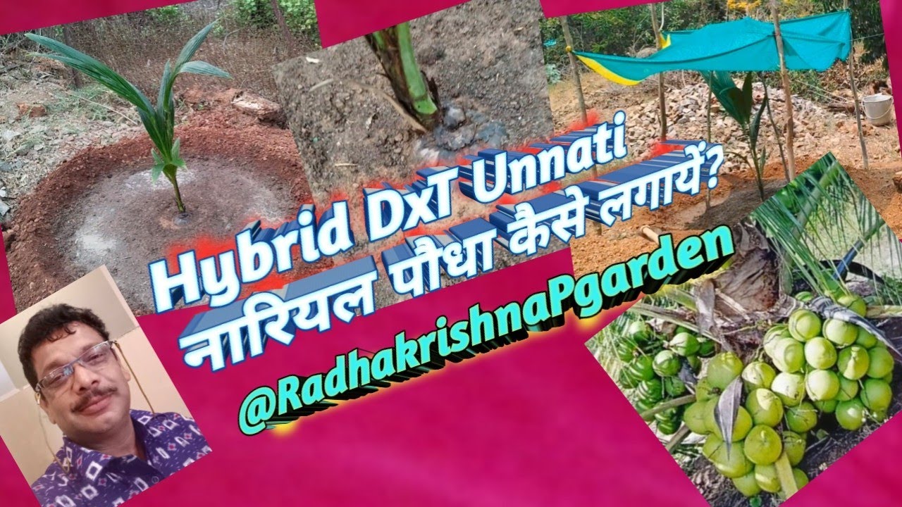 फास्ट फ्रूटिंग Hybrid DxT Unnati नारियल पौधा कैसे लगायें #कोकोनट #ytvideo #farming #trending #viral