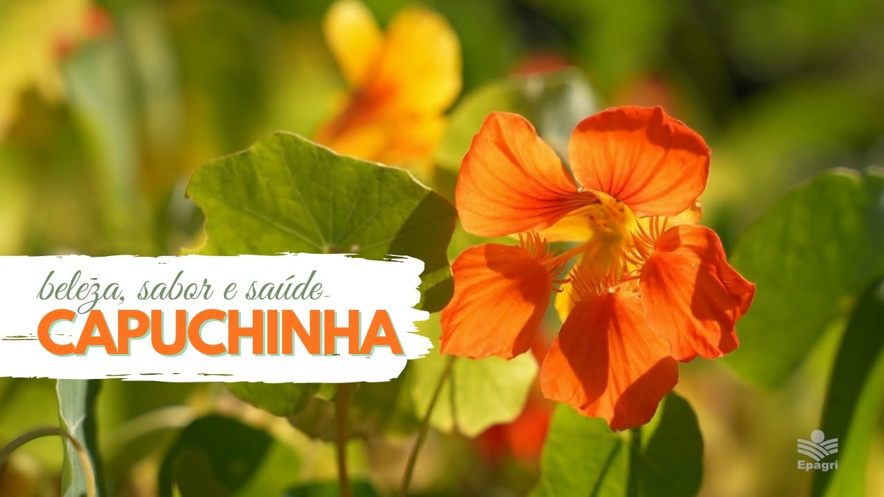 Capuchinha: a PANC que une beleza, sabor e saúde