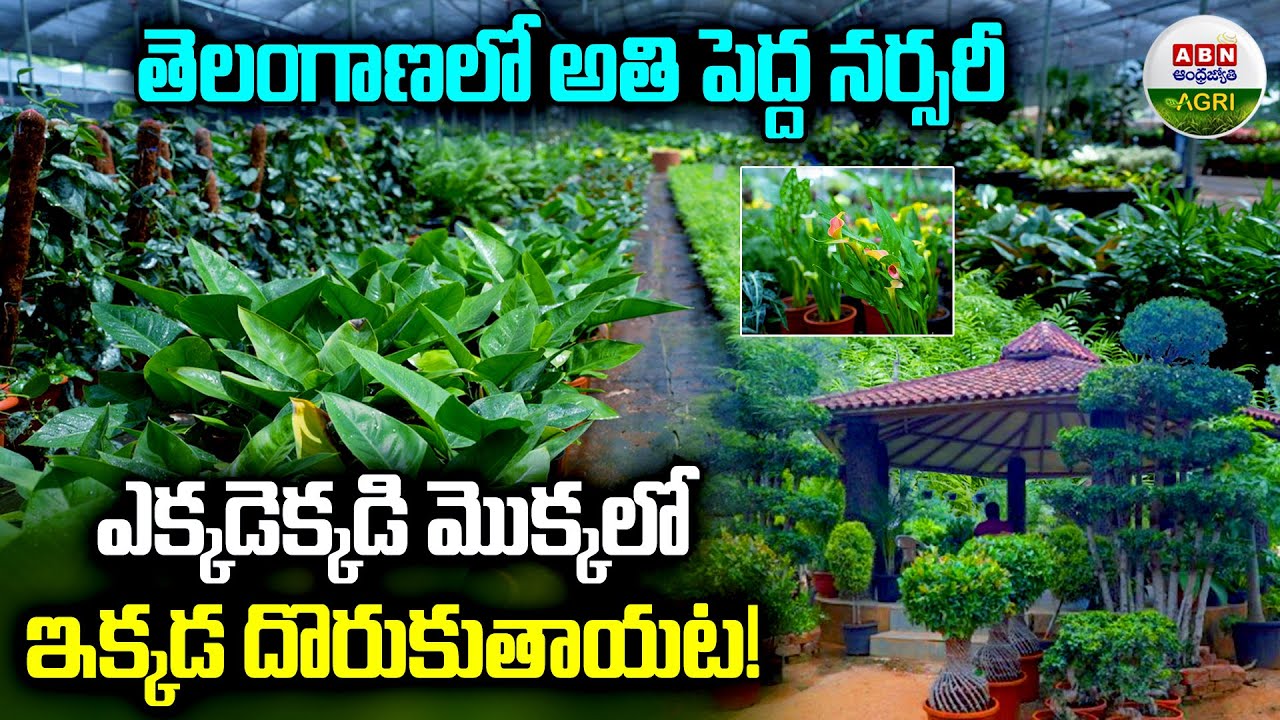 ఎక్కడెక్కడి మొక్కలో ఇక్కడ దొరుకుతాయట! | Somewhere in The Plants Find it Here!- ABN Agri
