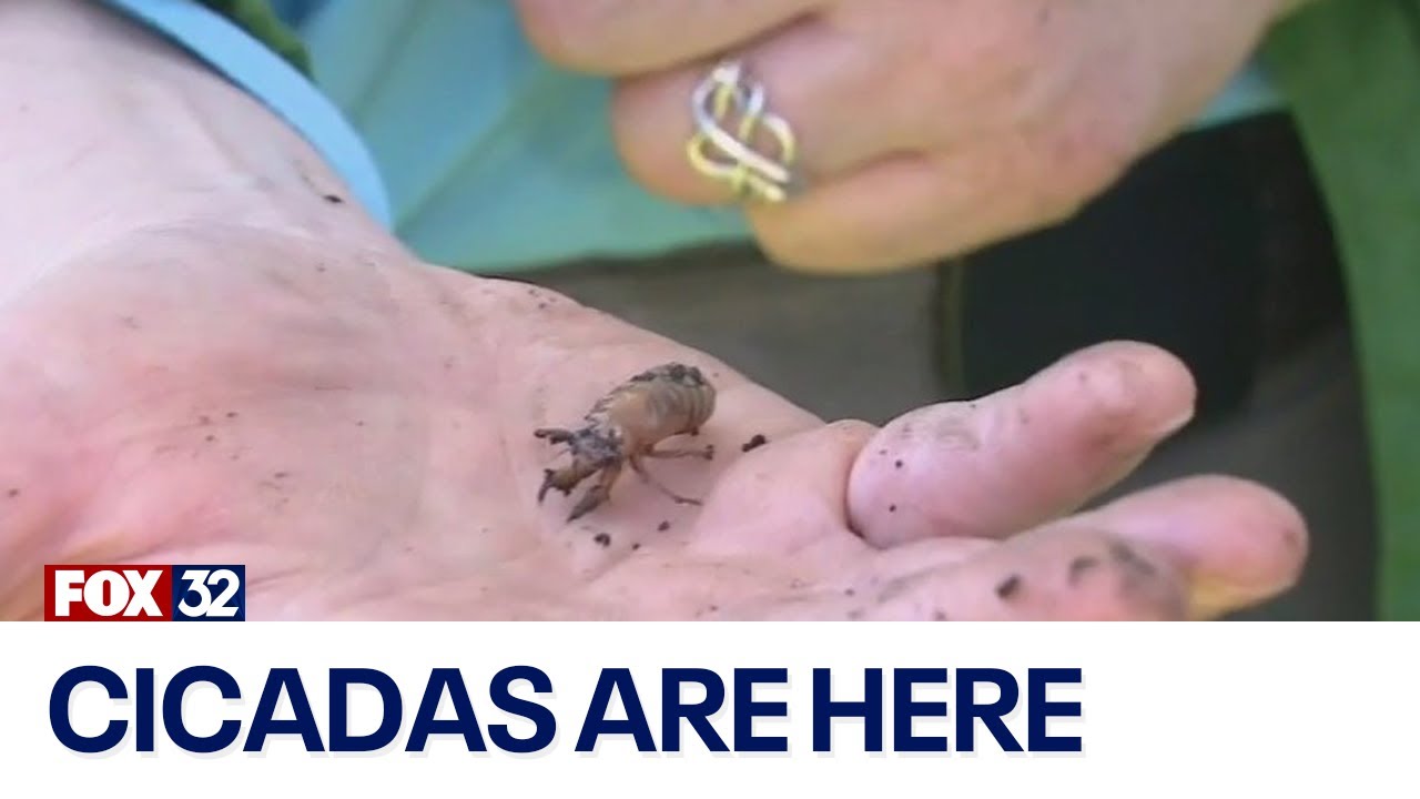 How the Chicago area is preparing for the cicada invasion