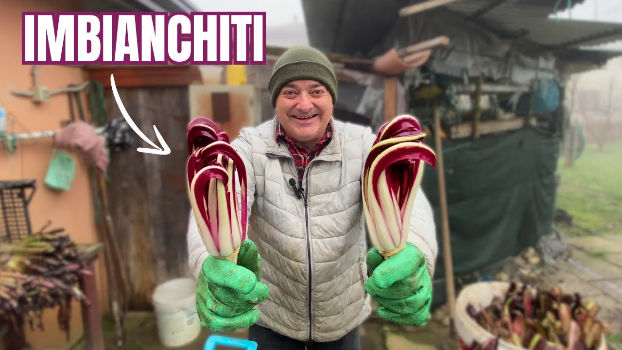 IMBIANCHIMENTO del RADICCHIO: il METODO per PICCOLI ORTI