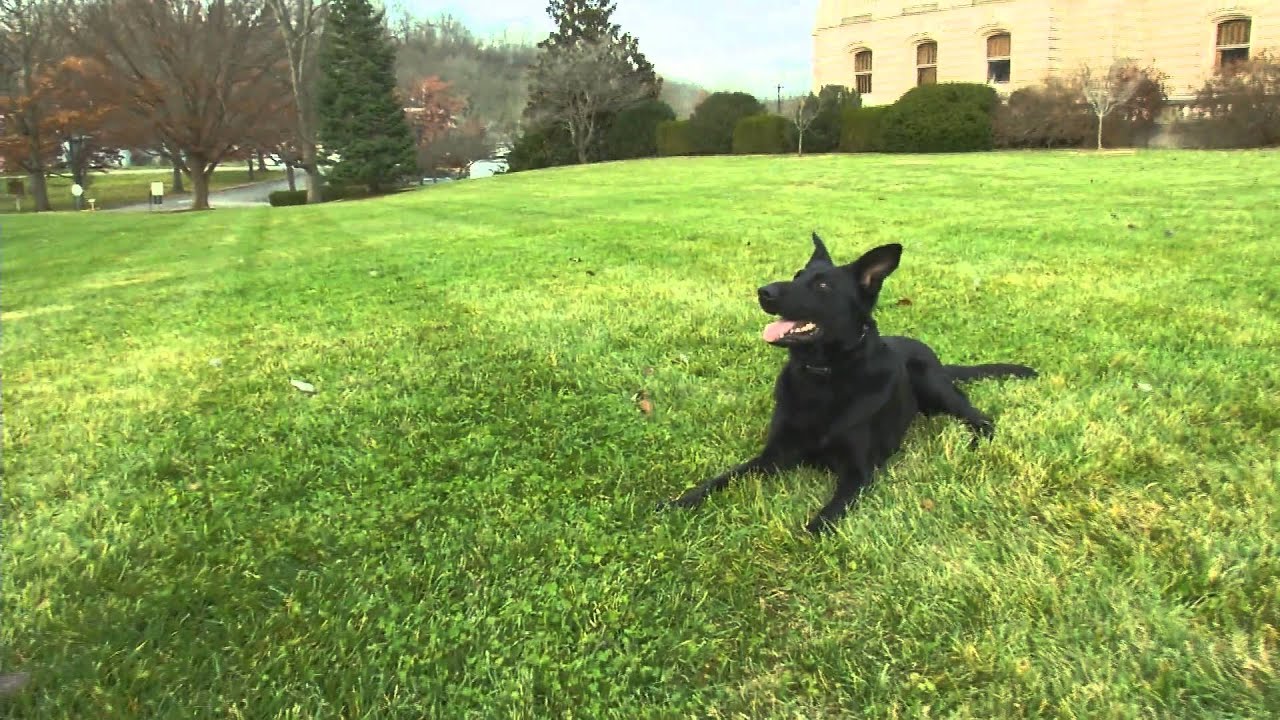 Best Personal Protection Dogs 