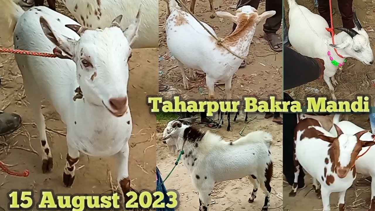 15 08 taharpur Bakra Mandi 2023 taharpur Bakra Mandi new video barbari bakri Barbara Bakra Mandi