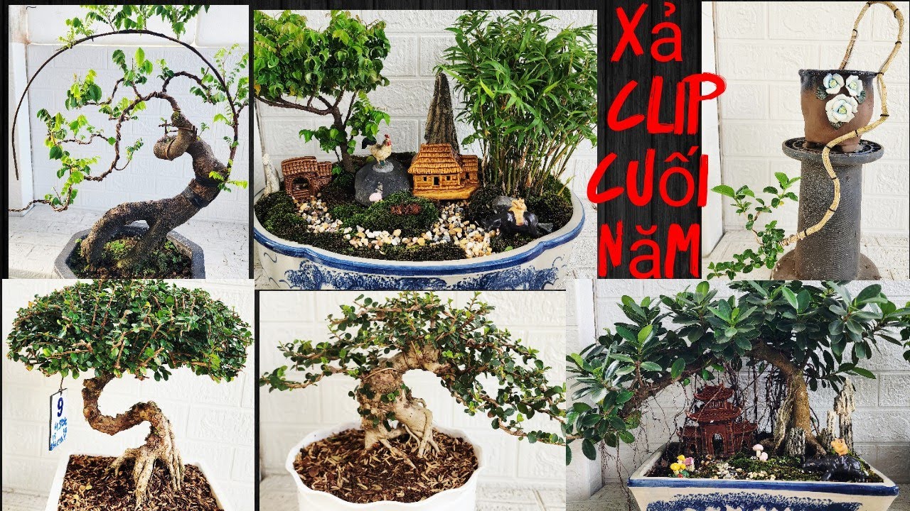 Clip 369. 3/2/2026. Bonsai để bàn, bonsai  chơi Tết giá bình dân. Lh  #0909110695  viễn. 