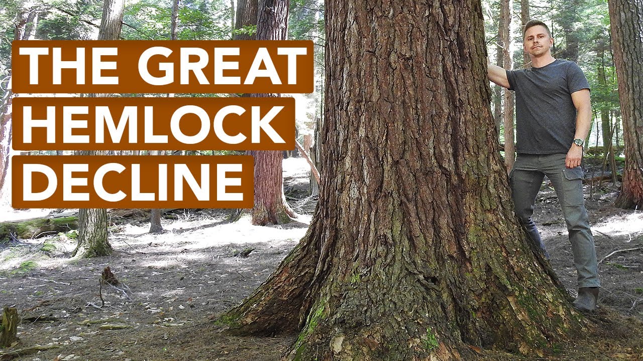 The Great Hemlock Decline