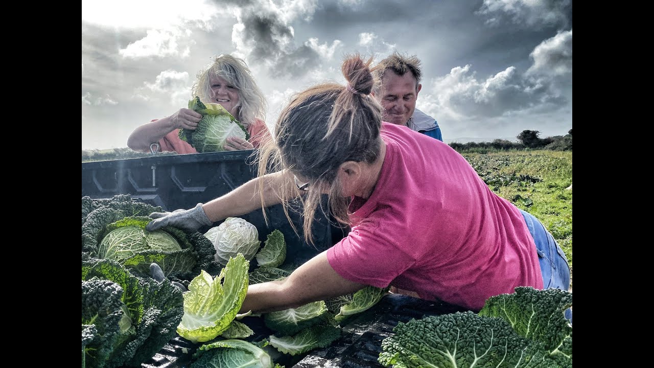 From food poverty to food security - one glean at a time.