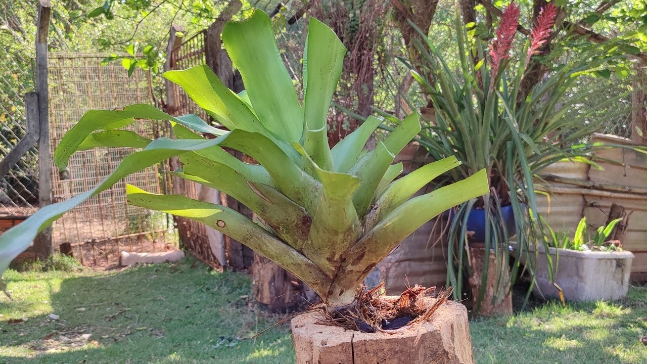 Dicas de como plantar Bromélias em toco de madeira @vidanocampojs