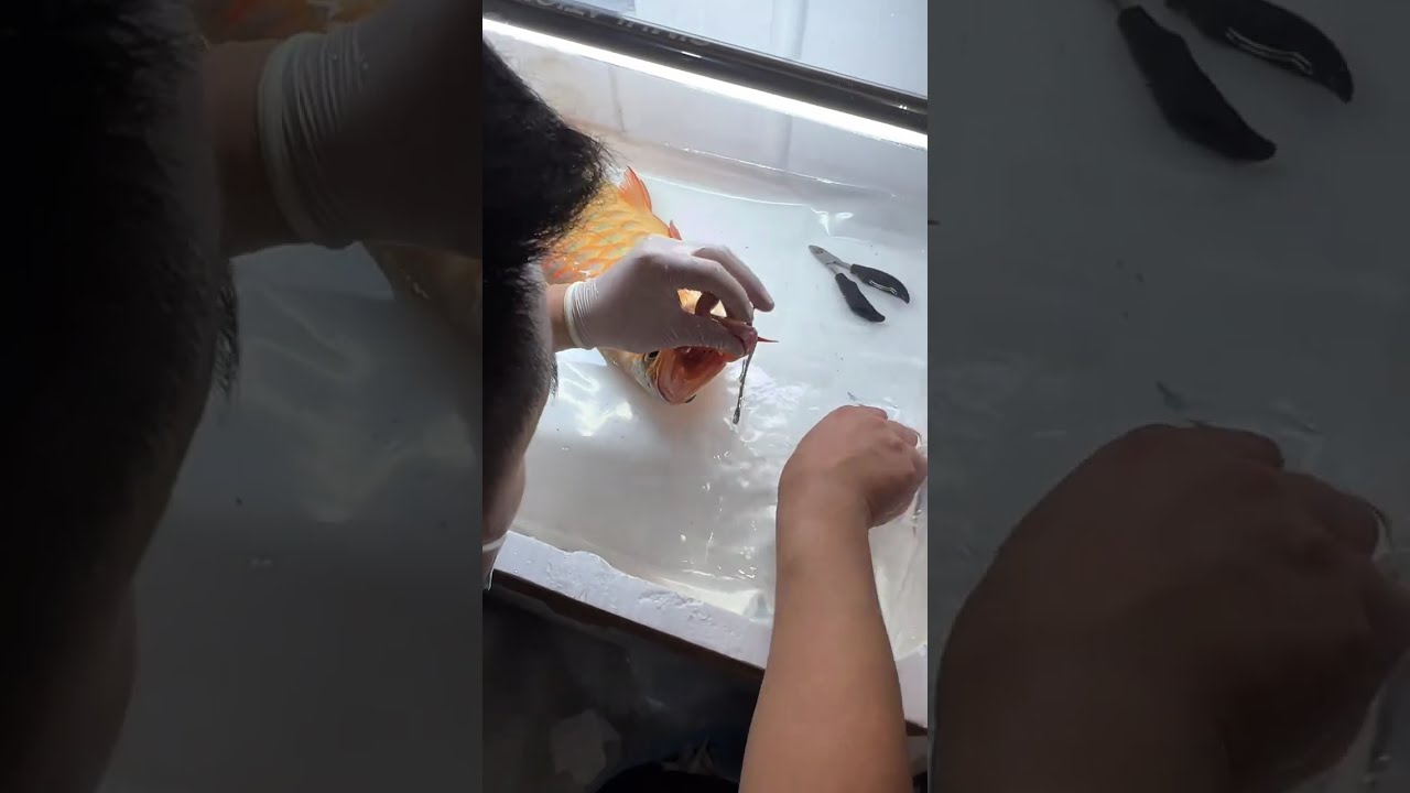 又到了解压时刻 百条龙鱼挑战第十九站 山东临沂 龙鱼兜嘴+翻鳃修复#龙鱼兜嘴 #龙鱼兜嘴手术 #龙鱼翻鳃 #龙鱼翻鳃手术