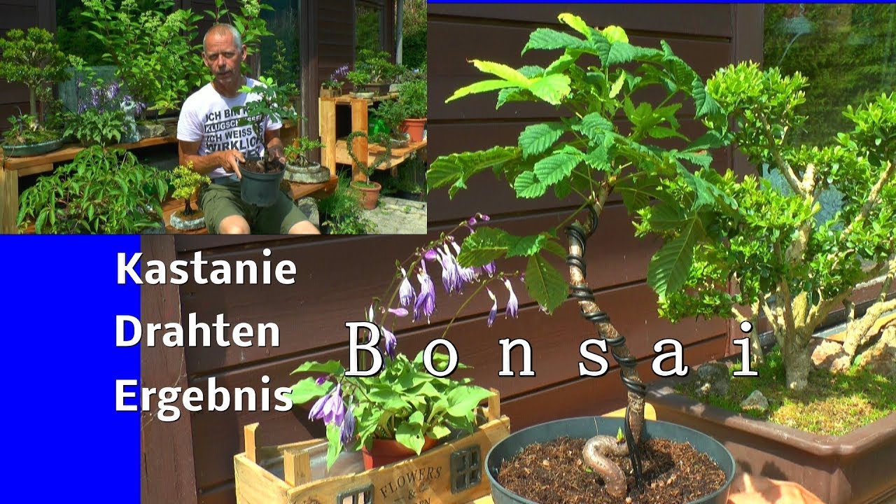 Kastanie Bonsai das Drahten nach einem Monat entdrahten und Schneiden einer Schnittstelle am Bonsai