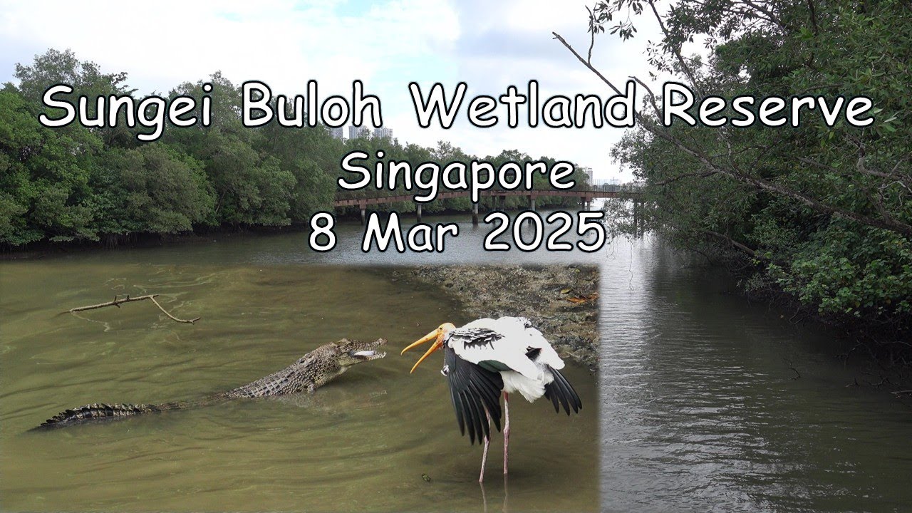 Sungei Buloh Wetland Reserve-Painted Stork flirting with crocodile. 8 Mar 2024.