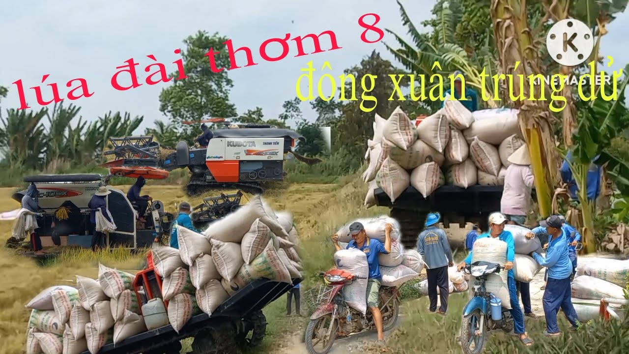 Tiếp tục cắt lúa đông xuân 2025 đài thơm 8 vẫn trúng