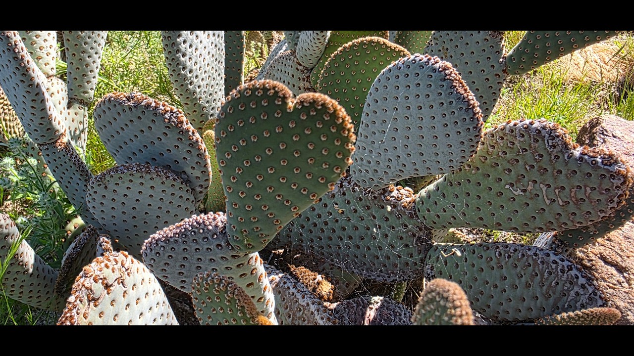 Anza Borrego Springs Desert Park Visitors Center Hiking and Endangered Pup Fish