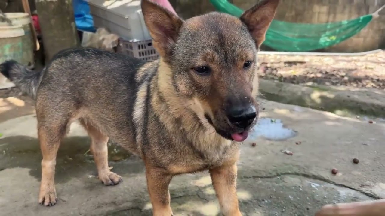 Vlog Happy Day With my 🐶 #love #cute #dog #pets #free #animals #friends #funny #