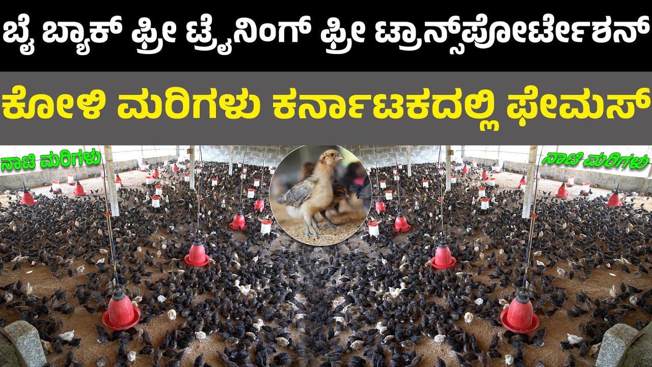 nati koli farm in karnataka I poultry farming I ಮರಿಗಳು ಕರ್ನಾಟಕದಲ್ಲಿ ಫೇಮಸ್ I day old chicks