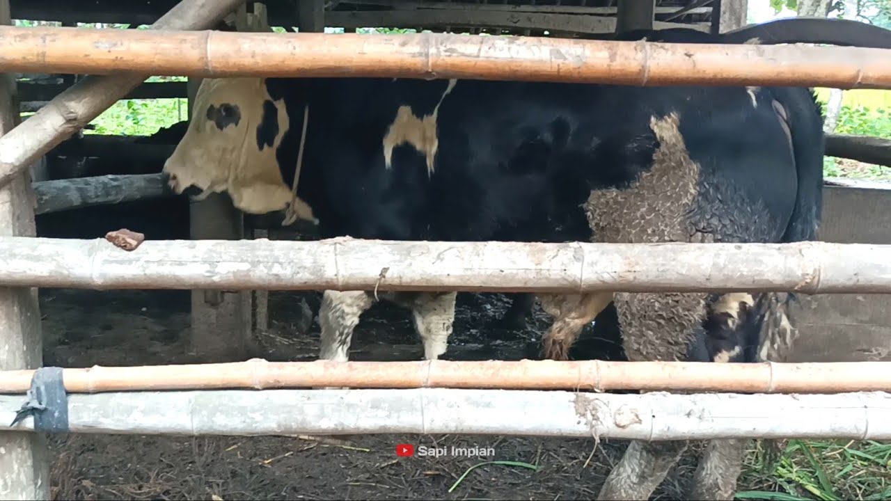 Siapa Sangka Kandang Bambu Sederhana Isinya Belgian Super Asli Gunung Kidul Kita Bawa Pulang !!