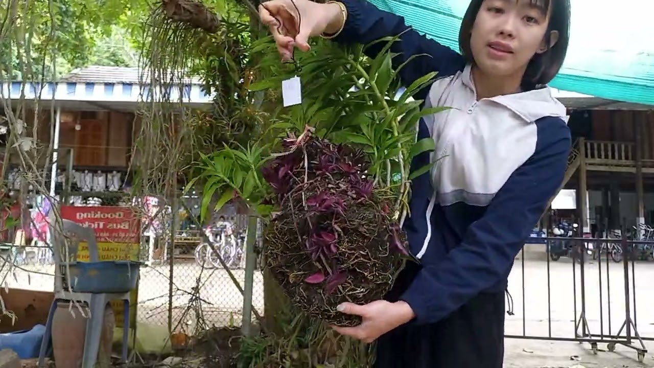3/3/ C&Ocirc; GI&Aacute;O V&Ugrave;NG CAO B&Aacute;N LAN RỪNG GI&Aacute; RẺ 0364773794 @ PHONG LAN RỪNG H&Ograve;A B&Igrave;NH 