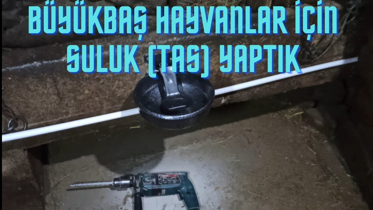 BÜYÜKBAŞ HAYVANLAR İÇİN SULUK YAPTIK / AHIRA TAS NASIL TAKILIR / AİLE İŞLETMESİ