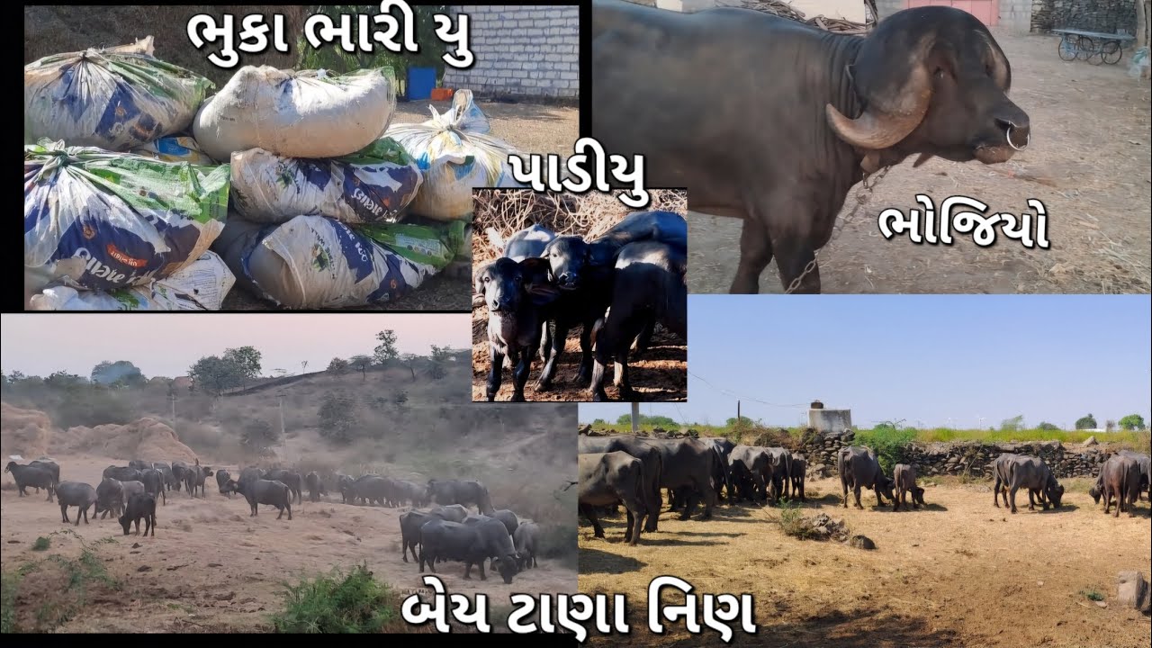 હવે બેય ટાણા નિરણ નાખવાની ભેંસો ને
