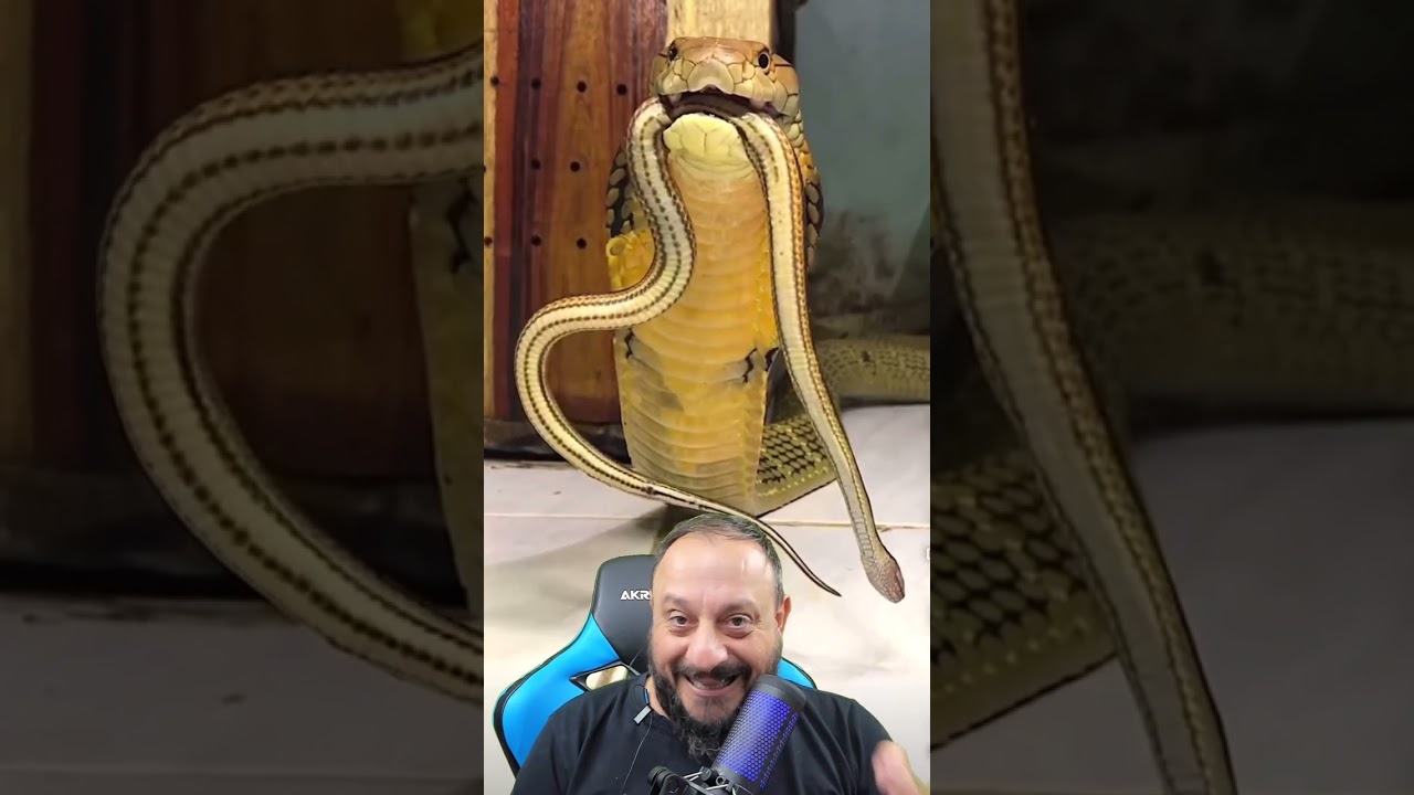 Cobra rei faz barulho?