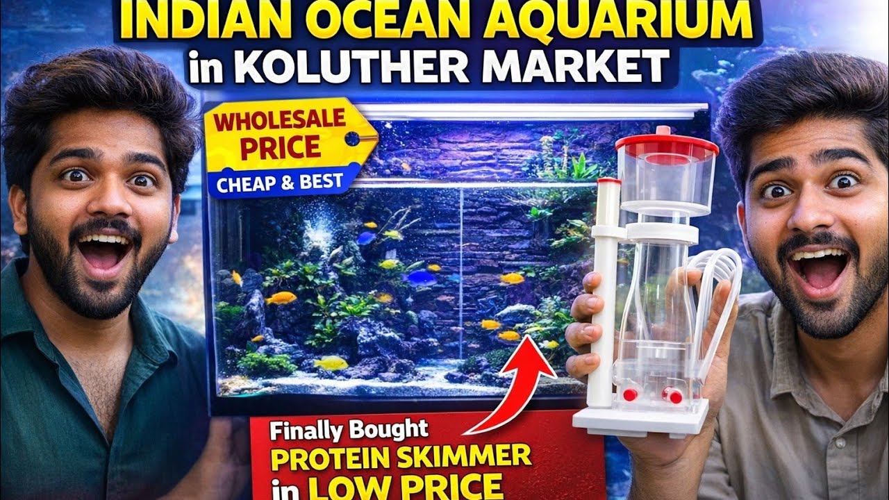  Kolathur fish Market | Wholesale Price | Cheap & Best Protein Skimmer🔥 