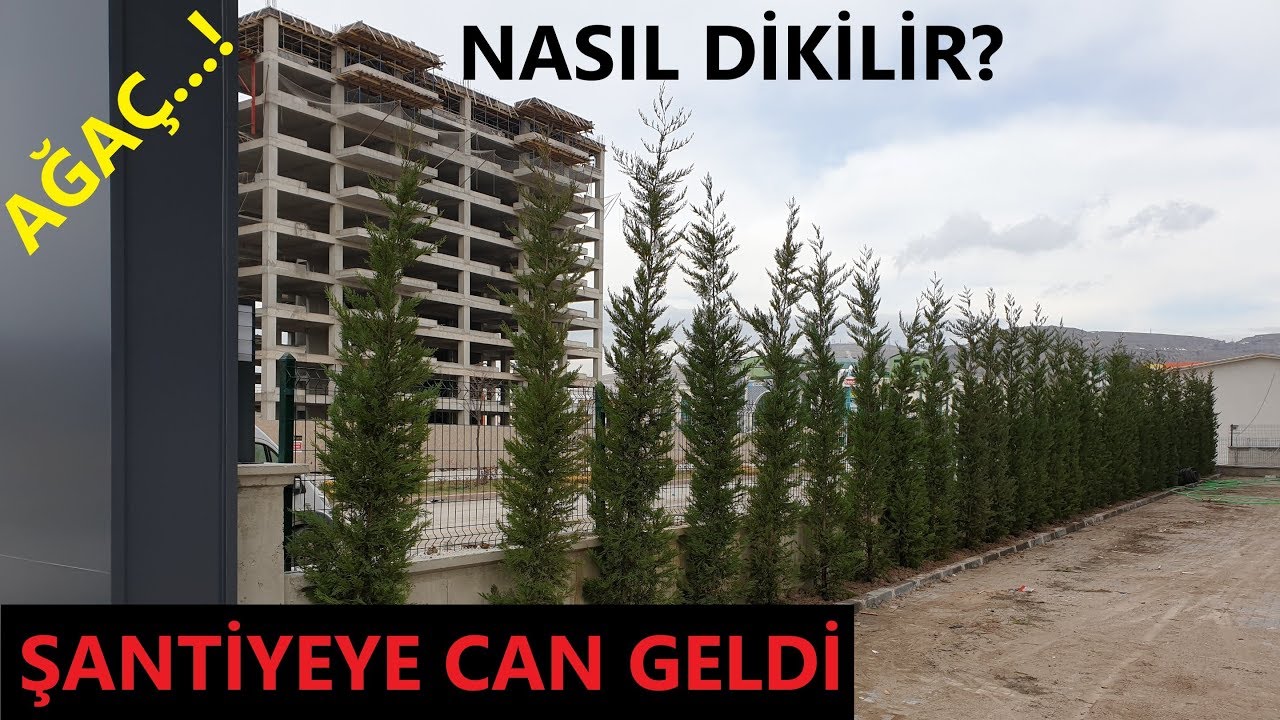 AĞAÇ CANDIR! PEYZAJ İŞLERİ - AĞAÇ NASIL DİKİLİR?