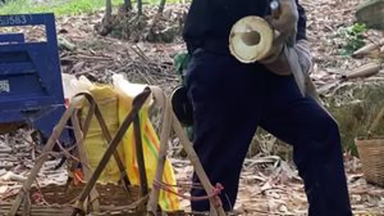 #麻竹笋 #新鲜竹笋 #户外剥笋 #家乡好货