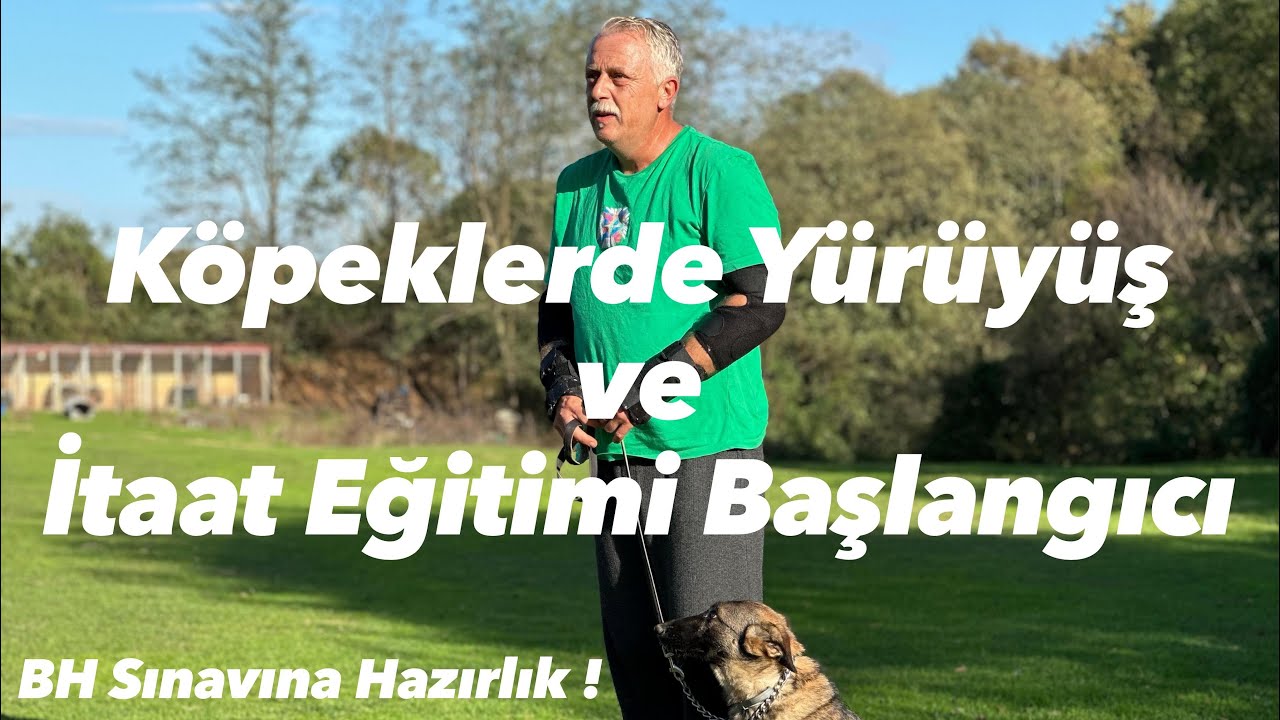 Köpeklerde Yürüyüş ve İtaat Eğitimi Başlangıcı ( BH Sınavına Hazırlanma )