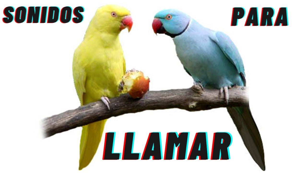 cotorra de Kramer (Psittacula krameri) SONIDOS PARA LLAMAR , IMITAR, RELAJAR. EL MEJOR