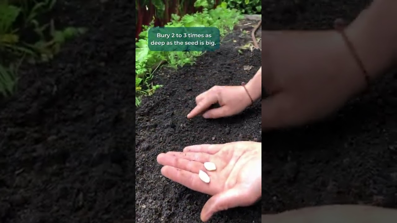 Planting vegetable seeds