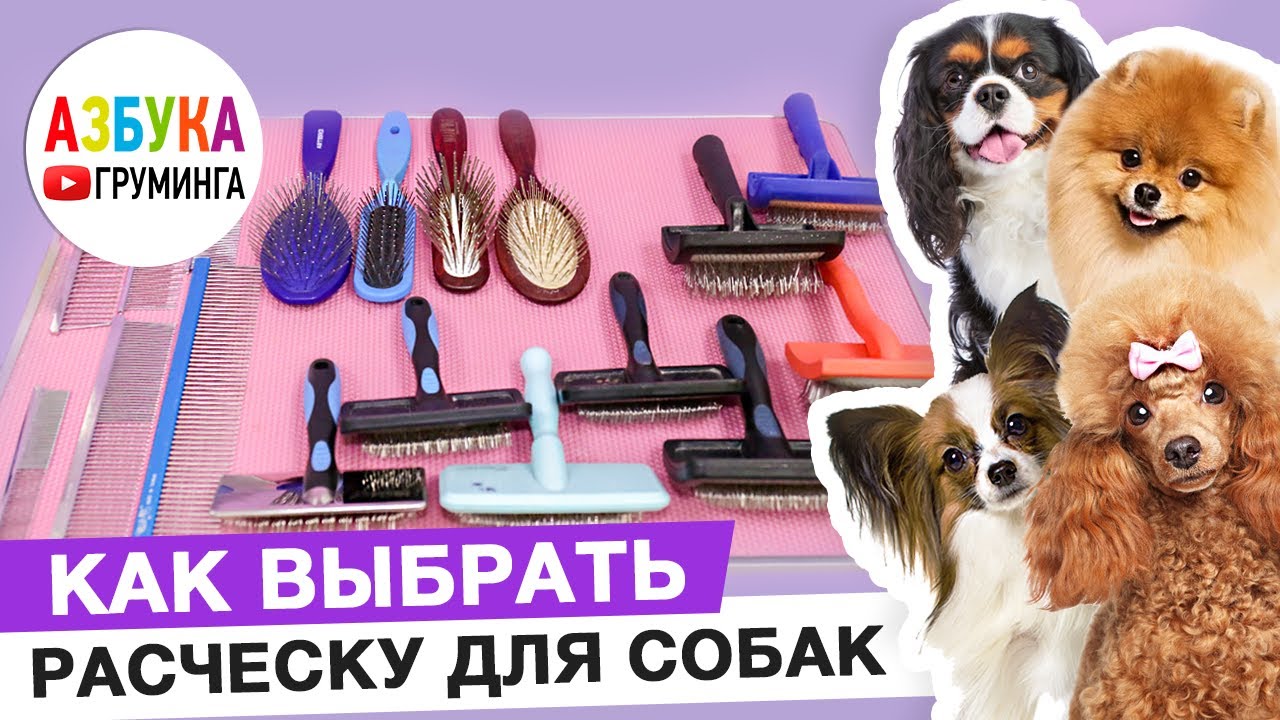 Расчески для собак, какую выбрать для ухода за шерстью