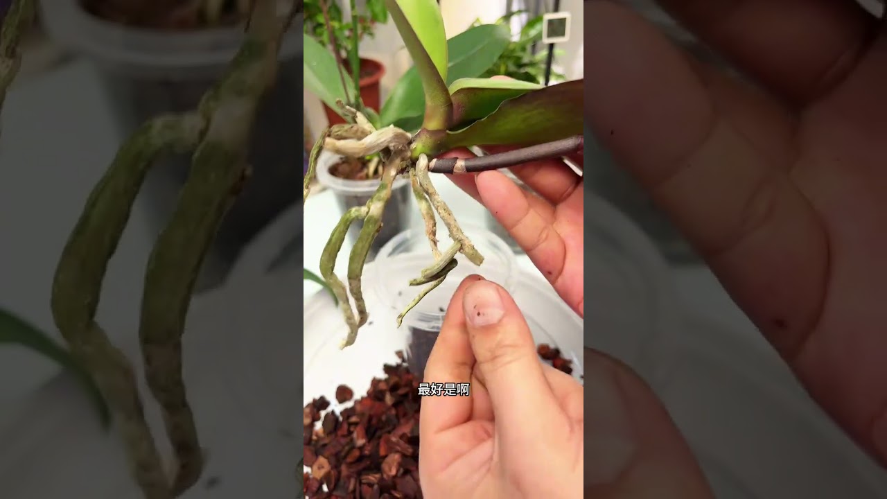 Phalaenopsis: Effortless Planting for Busy YouTubers EasiestGardening PlantCare