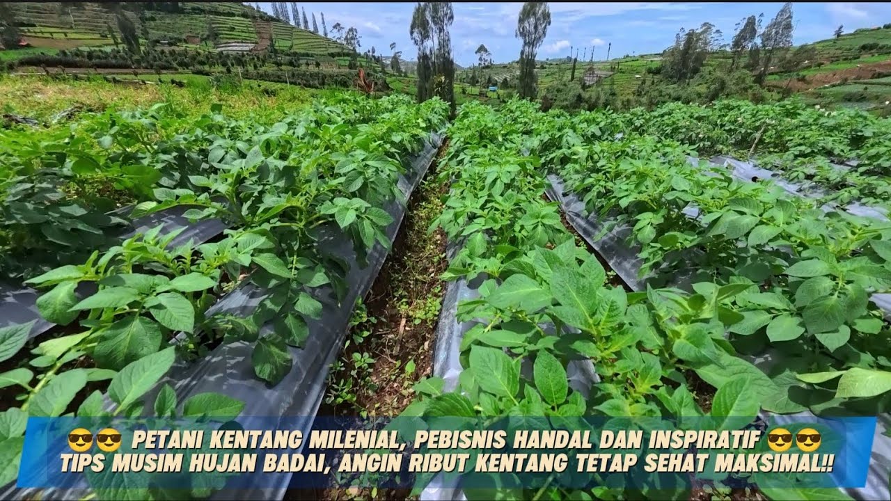 Petani milenial Owner Sembara Tani, spill tips tanaman tahan di cuaca ekstrem