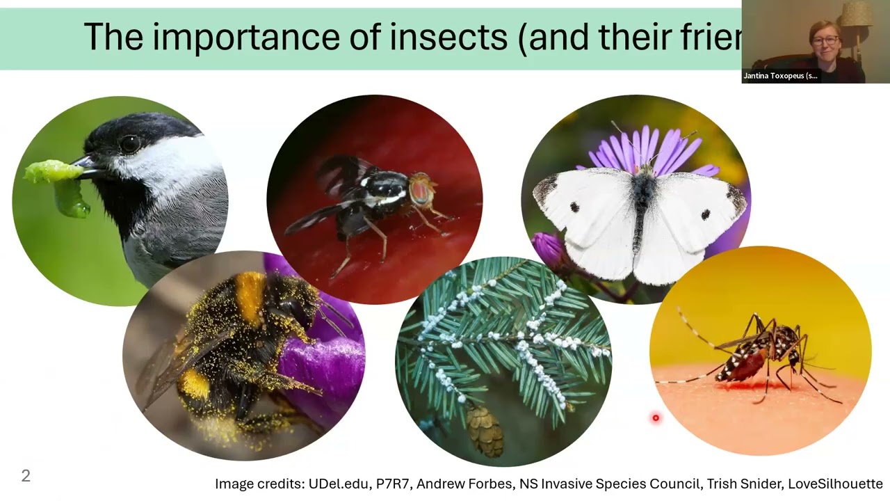 Ticked off by the cold-how ticks and other critters deal with the cold. Dr  Jantina Toxopeus