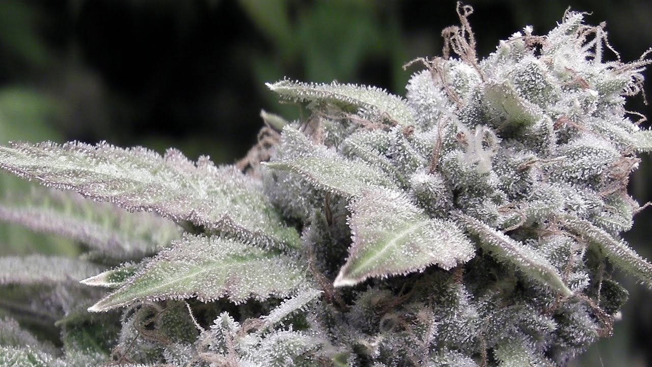 From Under The Seed Desk with Marijuana Man: We Put The Pot in Potency
