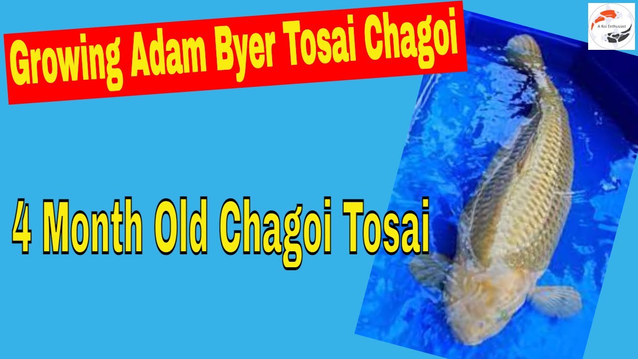 Growing Adam Byer Tosai Chagoi Koi ***4 Month Old Chagoi Tosai Koi***