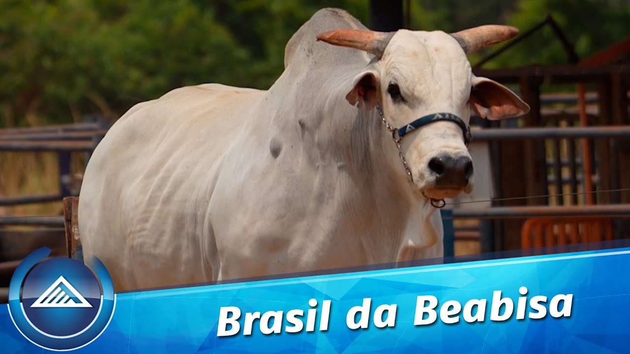 Brasil da Beabisa