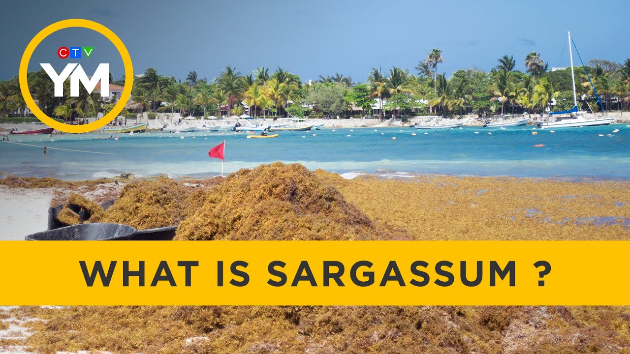 Sargassum creating economic crisis in the Caribbean | Your Morning