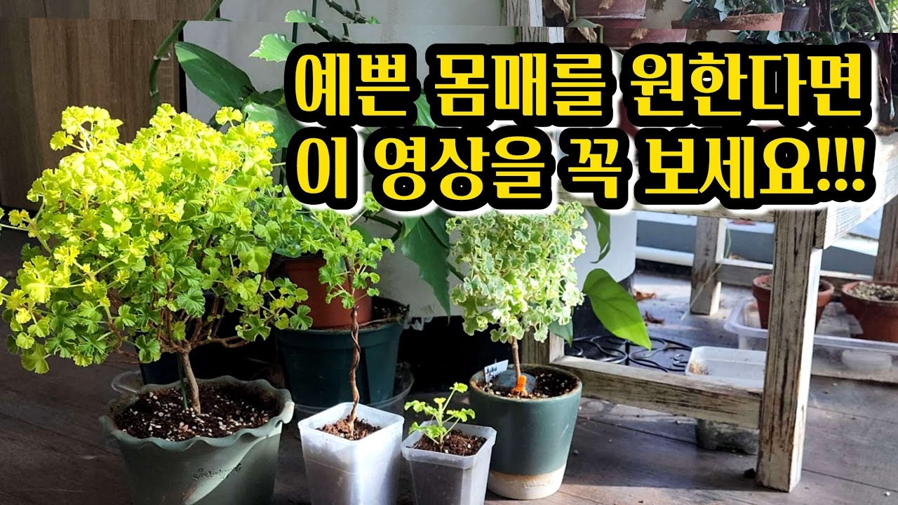 [4K] 제라늄 외목대 수형 1년간의 성장기 그리고 11월 외목대 제라늄 관리 포인트만 쏙쏙~ 