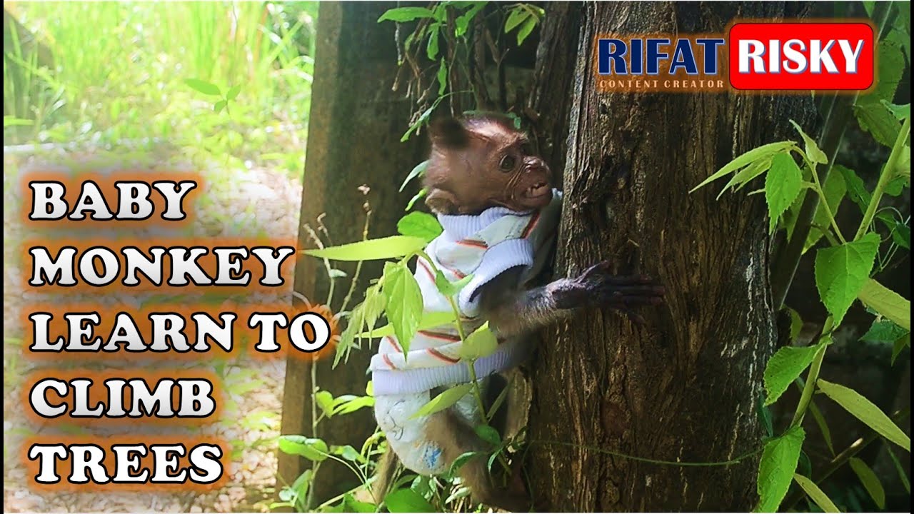 BABY MONKEY LEARN TO CLIMB TREES | CRYING MONKEY | MONPAI | MONKEY BEACH | MONYET PANTAI