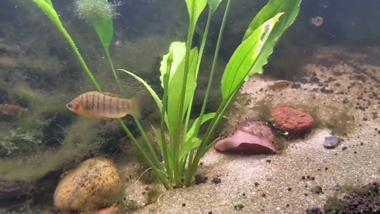 Limia Nigrofasciata - The Humpbacked Limia - My Favorite Livebearer