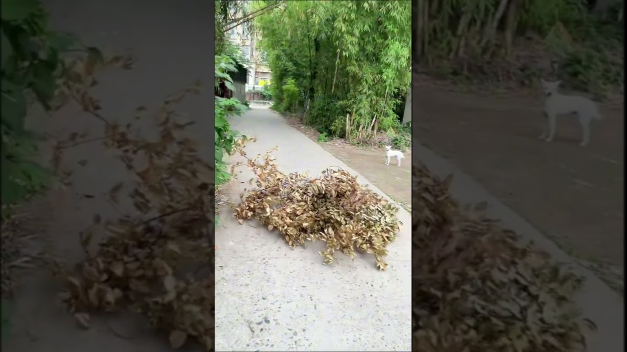 💖 ЗНАМЕНИТЫЙ ПЕС ЮТУБА🤣ЧАСТЬ 3 YOUTUBE CELEBRITY DOG 3 