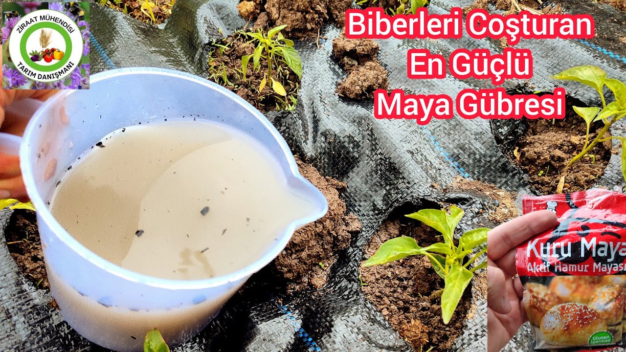 Biberleri Coşturan En Güçlü Maya Gübresi🌶Küçük Biber Domates Salatalık Daha Hızlı Büyür Meyve Verir