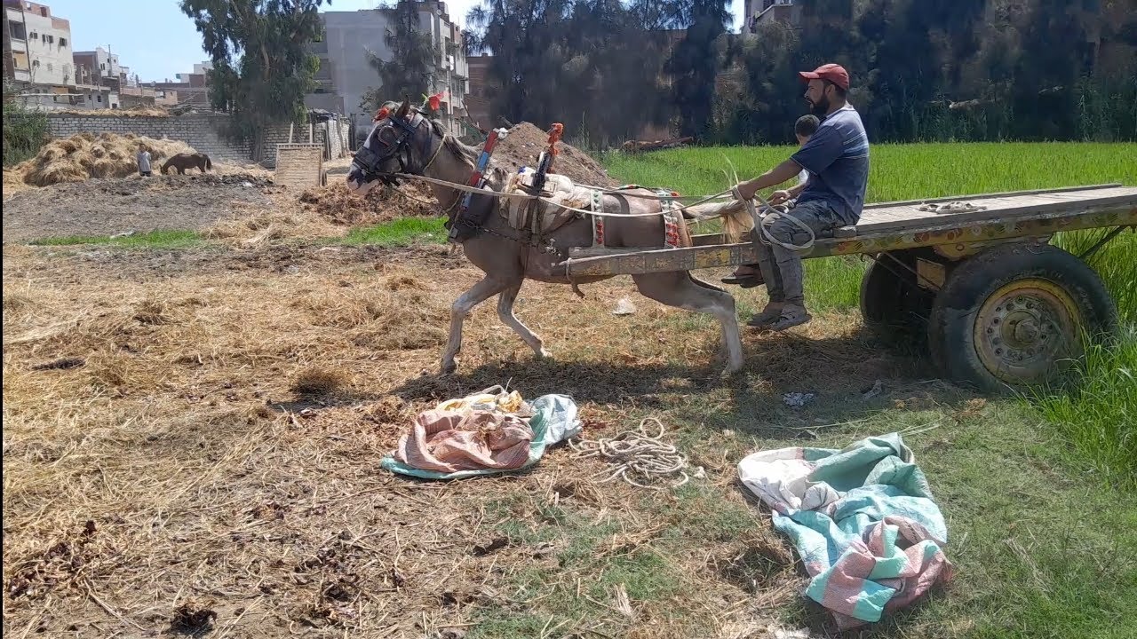 احسن جر خيل#(شد خيل)*